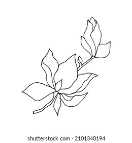 Branch with flower and bud of magnolia, linear freehand drawing in black outline on white background.  Vector illustration for festive design poster, сard, tee shirt, pillow, home decor.