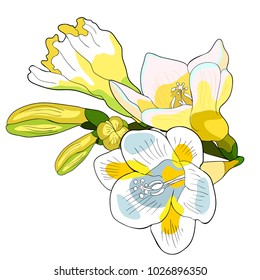 branch flower freesia kind of iris  vector illustration