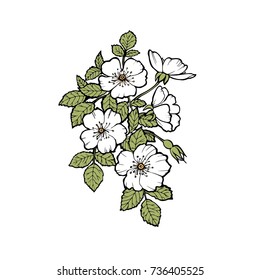 Branch flower isolated on white background. Vector illustration. Design element for web.