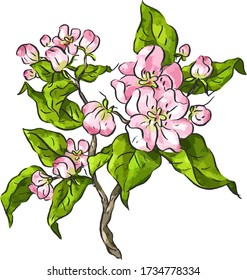 Rama de un manzano florido, peral, cereza, ciruela, flores de primavera, follaje, jardín, ilustración botánica