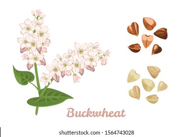 Branch of flowering buckwheat, Fried and Green Buckwheat Grains isolated on white background. Vector illustration of cereal plant in cartoon simple flat style.