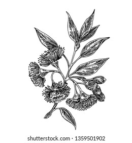 Branch of flowering eucalyptus. Sketch. Engraving style. Vector illustration.