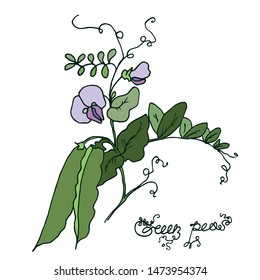 Branch of flowering green peas colored sketch. Hand drawn, graphics illustration