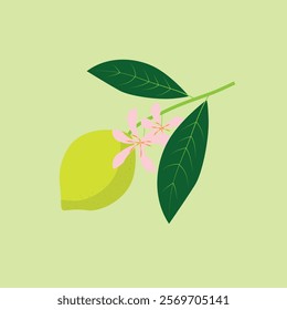 Branch flowering lemon with fruits. Summer exotic and tropic elements. Vector print for card, t shirt, decor.