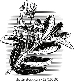 Branch of flowering sage