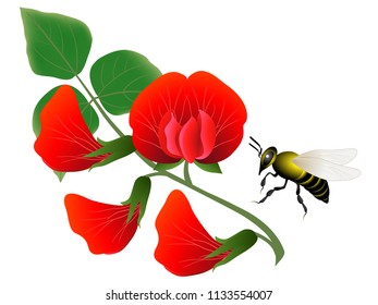 Branch with flowers of beans and bee.