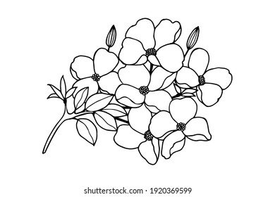 Branch with flowers. Dogwood. Vector stock illustration eps10. Isolate on white background, outline, hand drawing. svg