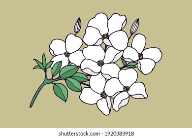 Branch with flowers. Dogwood. Vector stock illustration eps10.  svg