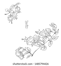 Branch of flowers of fuchsia. Line drawing. Card for congratulations, invitations. Vector illustration.