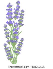 Branch of flowers of lavender. The background for the text label of the packaging the card with lavender flowers.