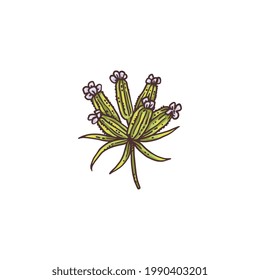 Branch with flowers and leaves of aromatic herb cumin. Natural spice, organic ingredient for cooking food. Botanical vector sketch illustration isolated on white.
