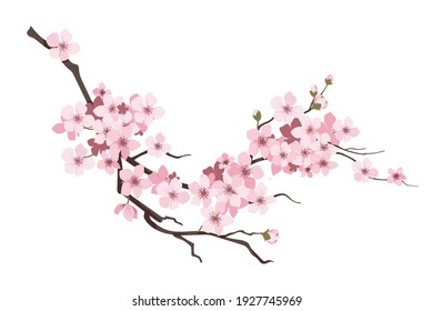 Branch of flowers on white background. Element is isolated on a white background. Design for printing on cards, invitations