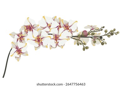 Branch of flowers on white background. Element is isolated on a white background. Design for printing on cards, invitations