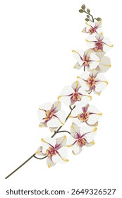 Branch of flowers on white background. Element is isolated on a white background. Design for printing on cards, invitations