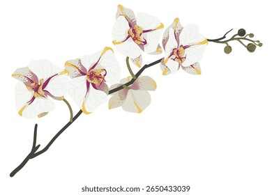 Branch of flowers on white background. Element is isolated on a white background. Design for printing on cards, invitations
