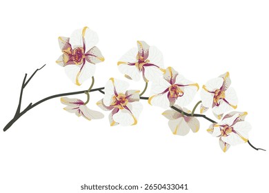 Branch of flowers on white background. Element is isolated on a white background. Design for printing on cards, invitations