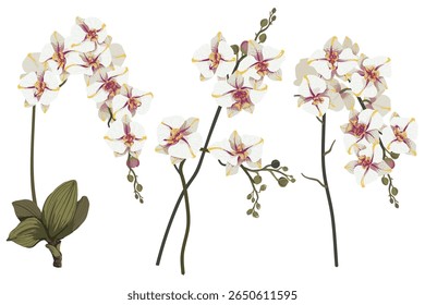Branch of flowers on white background. Element is isolated on a white background. Design for printing on cards, invitations