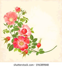 Branch with flowers and rose hips. 