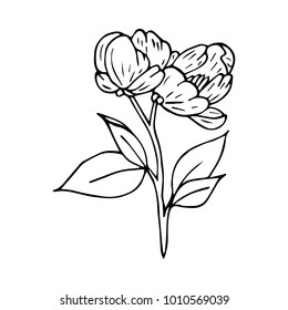Branch with flowers vector illustration. Doodle style. Design, print, logo, decor, textile, paper.