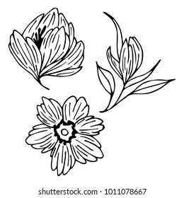Branch with flowers vector illustration. Doodle style. Design, print, logo, decor, textile, paper.