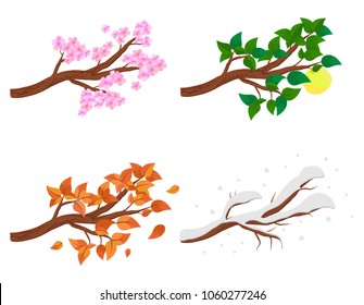 Branch in four seasons - spring, summer, autumn, winter. Collection of Apple trees isolated on white background. Green and orange leaves, flowers and snow on the branches isolated. Vector illustration