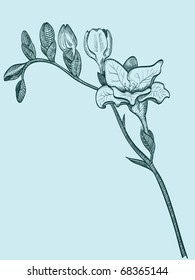 Branch of freesia