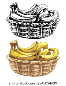 Branch fresh banana fruit in basket. Vintage vector hatching color hand drawn illustration isolated on white background