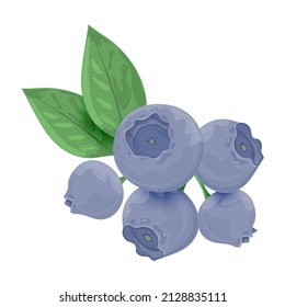 Una rama fresca Blueberries. Arándano azul con hojas verdes aisladas en fondo blanco. Ilustración vectorial.