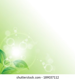 branch with fresh green leaves