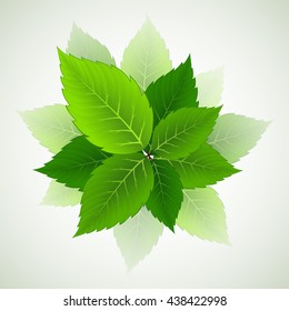 Branch with fresh green leaves