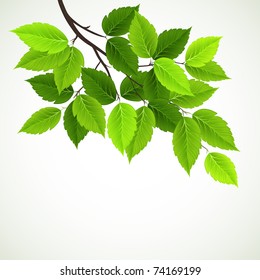 branch with fresh green leaves