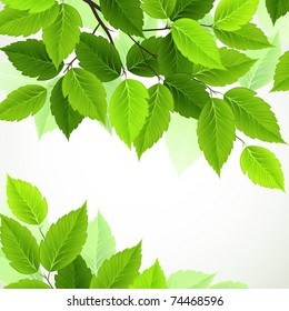 branch with fresh green leaves