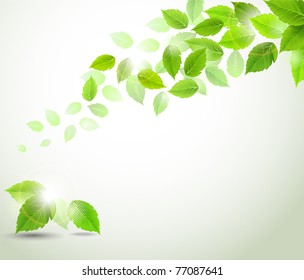 branch with fresh green leaves