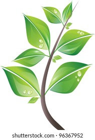 Branch of fresh green leaves with drops. Vector illustration. Isolated on white background