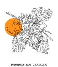 Branch of fresh hazelnut, hazel nuts and leaves, hand drawn sketch, ink, vintage engraving. Design element for decoration package, markets. Engraved vector illustration, isolated on white background