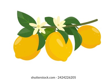 Branch of Fresh Lemon fruits. Whole lemons with leaves and flowers. Organic fruit for juice or vitamin C healthy food. Vector illustration isolated on white background.