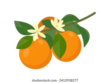 Branch of Fresh oranges. Whole oranges with leaves and flowers. Organic fruits for juice or vitamin C healthy food. Vector illustration isolated on white background.