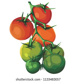 Branch of fresh tomatoes. Vector illustration
