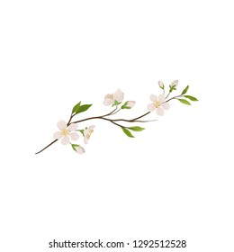 Branch of fruit tree with small flowers. Blooming twig of spring plant. Nature theme. Detailed flat vector icon