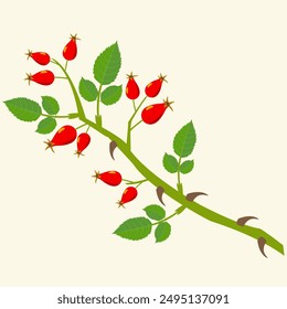 A branch with fruits. Dog-rose. Rose hip. Isolated object. Flat design. Vector illustration