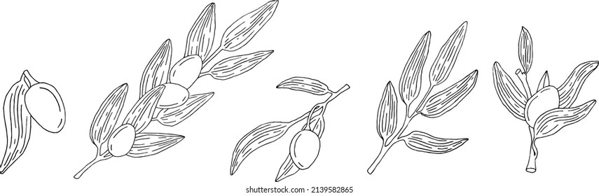 Branch and fruits of an olive. Set of hand drawn floral elements, plants and flowers. Isolated flowers on a white background. Sketchy floral elements. Seth in Linear style. Line art.