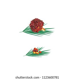 Branch and fruits of the palm tree