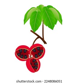 Branch with fruits sterculia quadrifida and leaves on a white background.