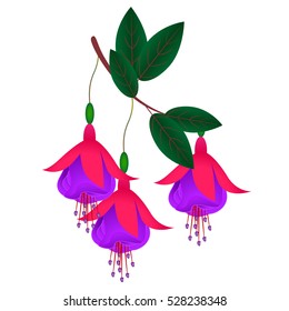 The branch of fuchsia.