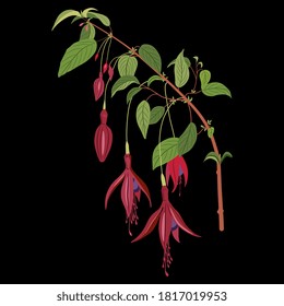 Branch of fuchsia flower. Isolated vector illustration.