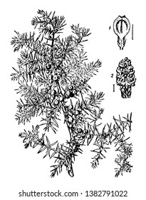 A branch full of needle like leaves Along with berry shaped fruits, vintage line drawing or engraving illustration.