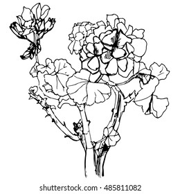 Branch geranium geranium in ve?tore. Contour drawing.
