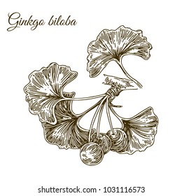 Branch of ginkgo with berries. Engraving style. Vector illustration.