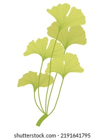 Branch of ginkgo biloba with 5 leaves. Branch of ginkgo in juicy green-yellow flowers. Thin leaves of ginkgo biloba.