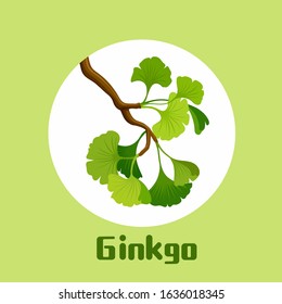 Branch of ginkgo biloba with leaves Ginkgo cosmetic and medical plant. vector illustration